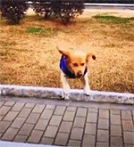 1588036087467334906.gif